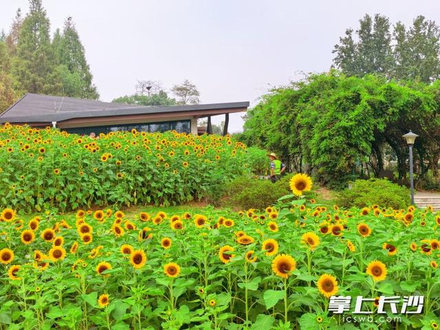 长沙园林生态园：向日葵花海引客来，秋日限定浪漫正当时