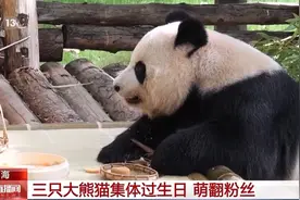“萌翻”了！大熊猫过生日也有“蛋糕”吃~图片
