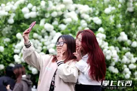 组图丨烈士公园绣球花开，等你来打卡图片
