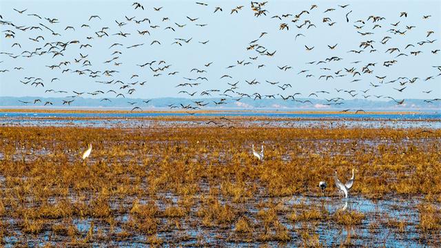 吴城候鸟小镇迎来观鸟潮 单日客流创新高