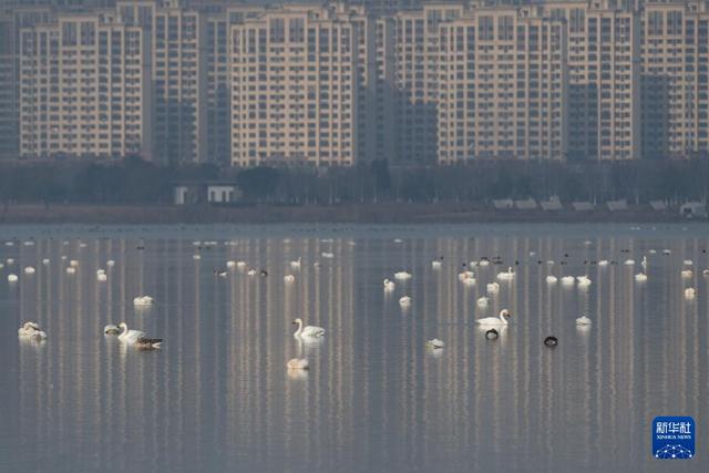 安徽滁州：城市公园成候鸟“越冬天堂”