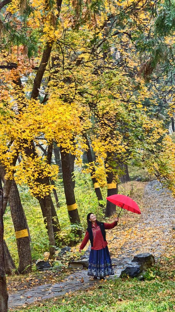 雨落颐和园后溪湖，秋色染透一地金黄