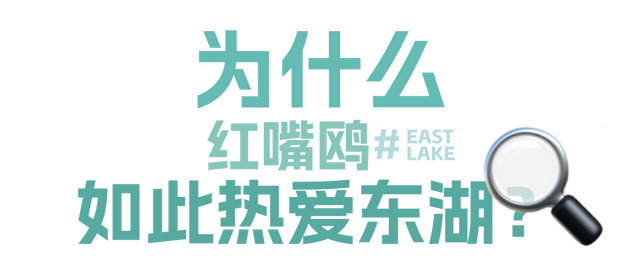 来东湖追鸥，这份私藏待办清单，请收好！