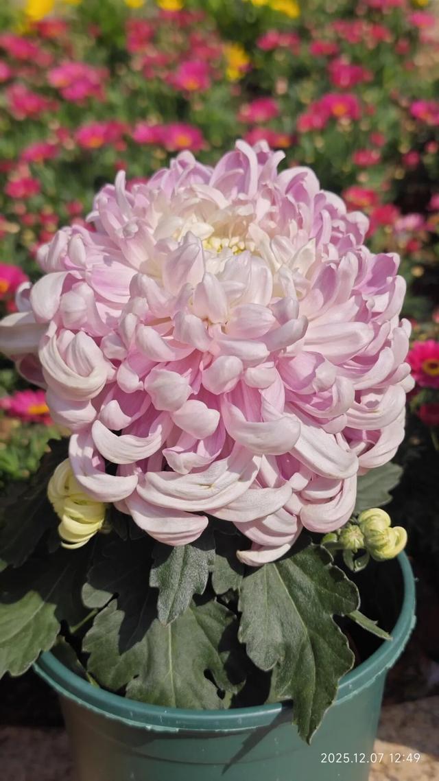 免费开放！持续21天！2025东湖公园菊花赏来啦~