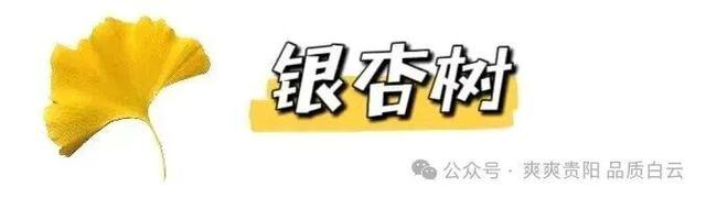 在白云！这个初冬阳光温暖，满是金黄！