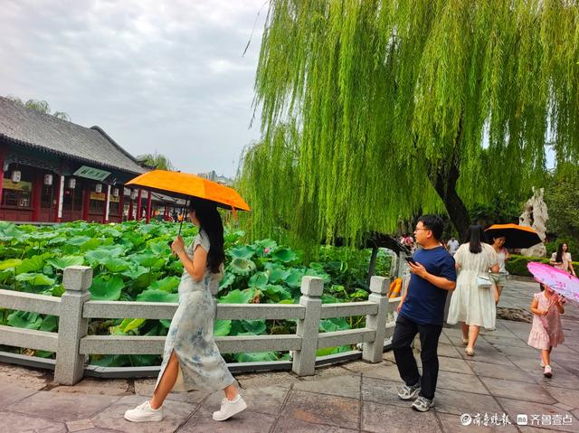 明湖垂柳曼妙多姿，游人如织景致如画