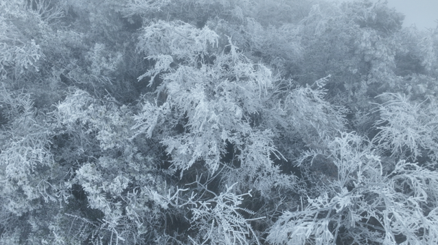 桂林永福惊现“玉树琼花”！雾凇限定美景，藏着冬日最治愈的魔法