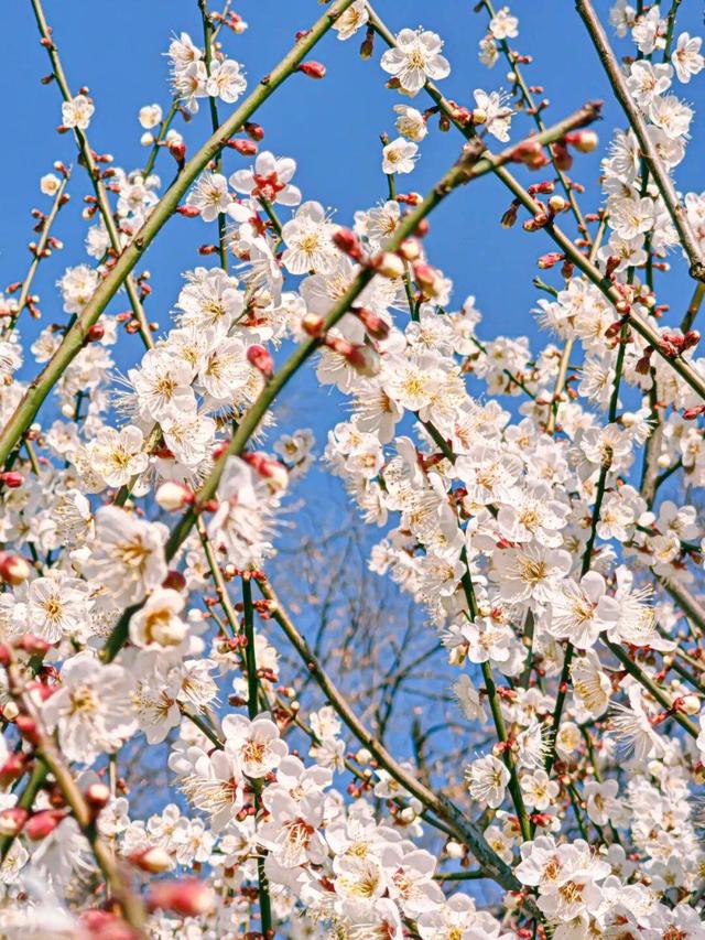 盛花期预报！武汉梅花迎来颜值巅峰，官方赏梅地图新鲜出炉
