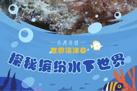 一组海报，带你探秘缤纷水下世界图片
