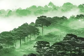 如果森林会说话，极北森林的轨迹似乎是一封写给人类的“告别信”图片