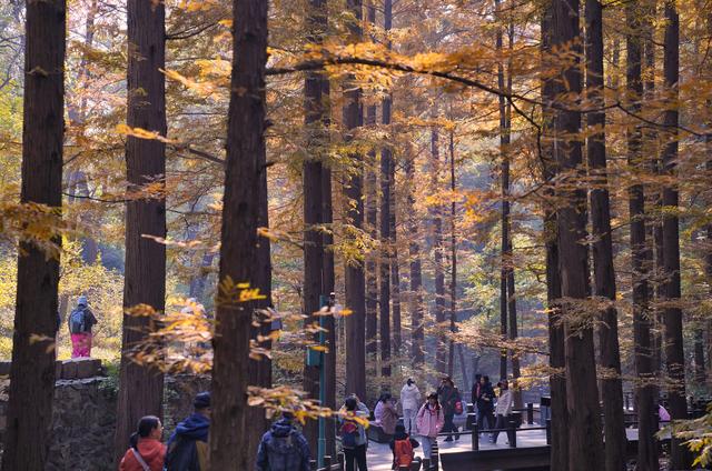 国家植物园进入彩叶最佳观赏期，橙红色水杉林上演秋日童话