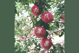 【走进甘肃地理标志】静宁苹果图片