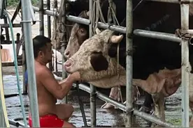 活牛插管灌水，一头牛灌水近50升……一注水牛窝点被查图片