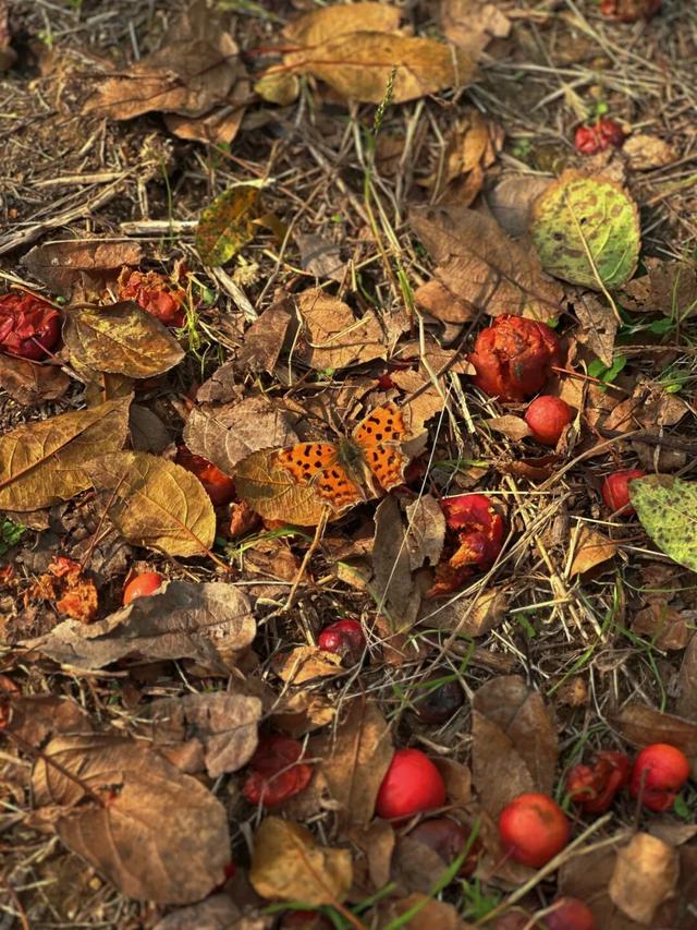 看！市北的深秋落在了地上！快来捡个秋