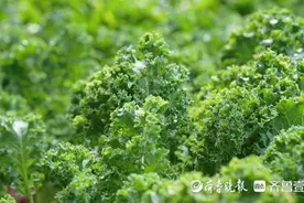“一棵菜”席卷“茶饮界”，莘县盆栽羽衣甘蓝“攻占”阳台小菜园图片