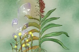 敲除这两个基因 作物将更好抵御寄生植物图片