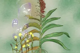 敲除这两个基因 作物将更好抵御寄生植物图片