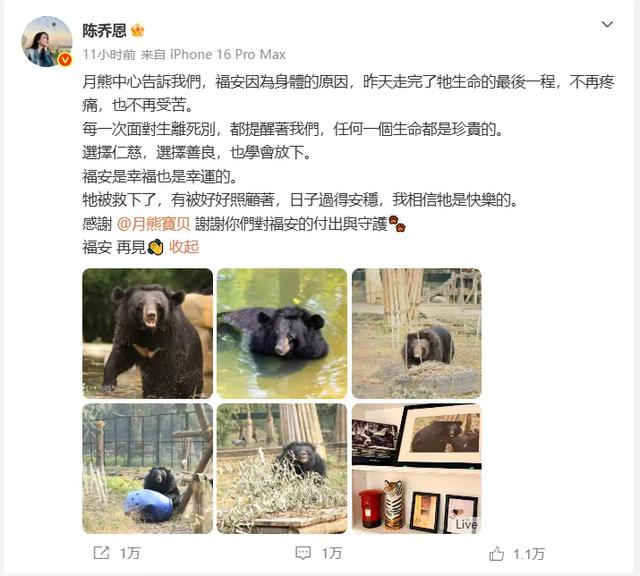 月熊福安离世,陈乔恩发文告别:不再疼痛,也不再受苦,她曾长期关注并支持福安的救助与康复