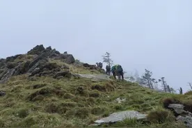 新华全媒+｜推动大熊猫保护与发展，看这些地方有何“妙招”图片