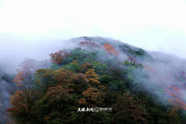 图库推荐丨 雷公山：初雪邂逅红叶，绘就冬日梦幻画卷