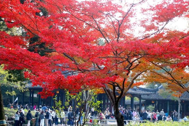 江苏苏州：拙政园“枫”景醉游人