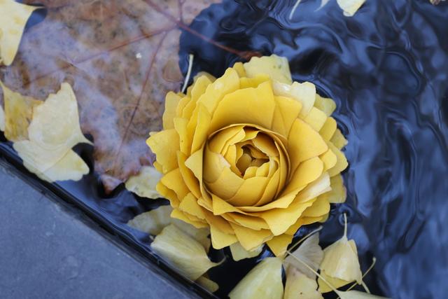 局门路百米银杏长廊热度飙升，找到这个隐藏打卡机位分分钟拍出金秋绝美大片