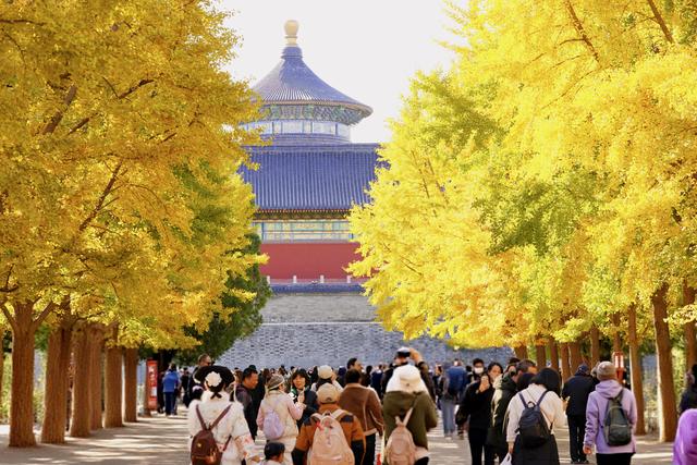 秋色浸染，天坛银杏大道换上“金衣”