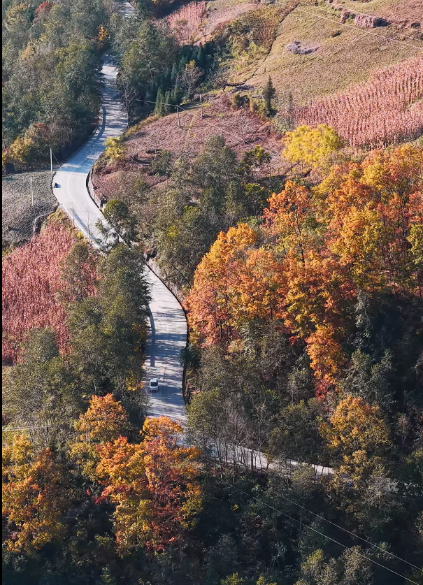 青睐绵阳 ‖ 云端公路 层林尽染！初冬驾游平武药丛山，限定版的视觉盛宴~