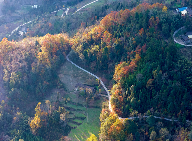 青睐绵阳 ‖ 云端公路 层林尽染！初冬驾游平武药丛山，限定版的视觉盛宴~