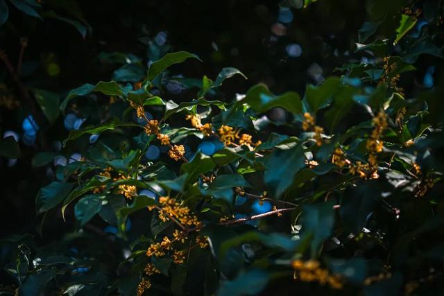 这里的秋，是一场桂花味的江南旧梦