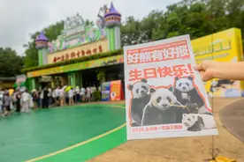 大熊猫三胞胎十周岁！喜提两项吉尼斯世界纪录图片