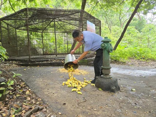 桂林“猴哥”跳水视频在网络火了！这个时间段跳水的几率会更高→