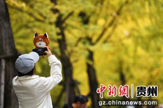 贵阳：初冬时节好风景