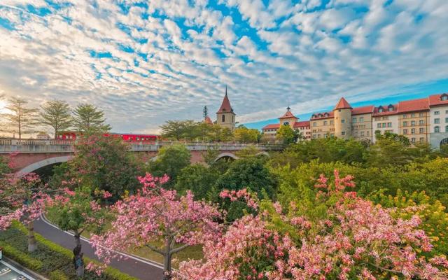 最美松湖｜秋冬花界“天花板”，快来这些地方赏异木棉