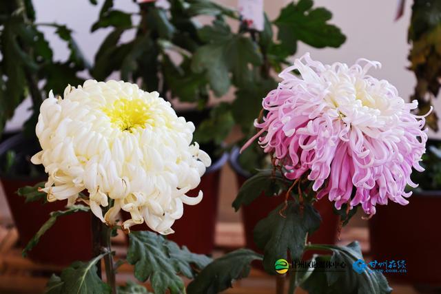 甘州府城：一半是人间烟火，一半是菊韵诗魂