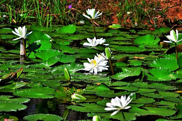 海南三亚：冬季莲花令人赏心悦目