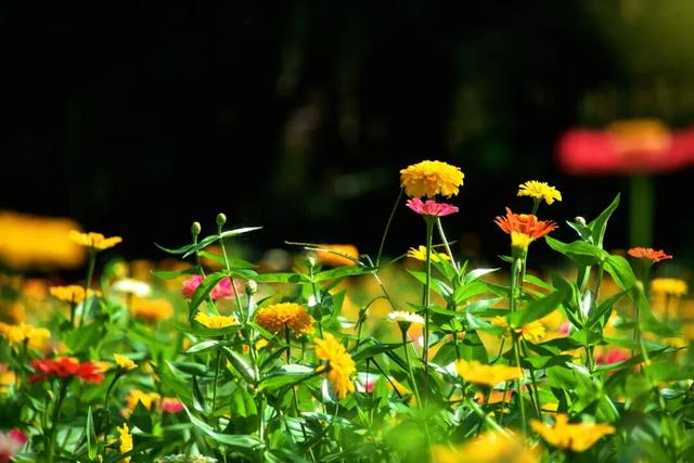 免费打卡5000平方米花海、500个品种菊花……上海“莫奈花园”又上新了！