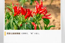 湖湘自然历丨如此多椒⑩张家界的山水，养出迷人的“七姊妹”图片