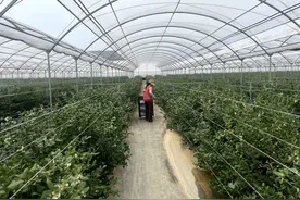 批发价150元/公斤！蒙自蓝莓新鲜上市图片