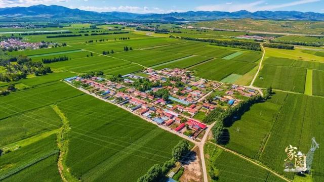 西拉沐沦河畔的石榴花