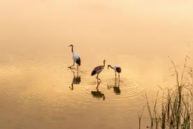 《哪吒2》中鹤童鹿童是“小叛逆”？揭秘真实的丹顶鹤和麋鹿图片