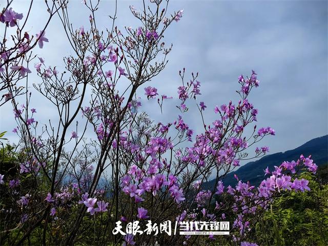 【多彩小水】万紫千红皆诗意，最爱小水多彩色｜多彩之紫