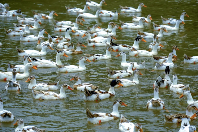 百色田东，“中国芒果之乡”不止芒果！