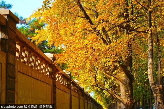 秋景“天花板”！北京这些银杏大道即将迎来最佳观赏期！