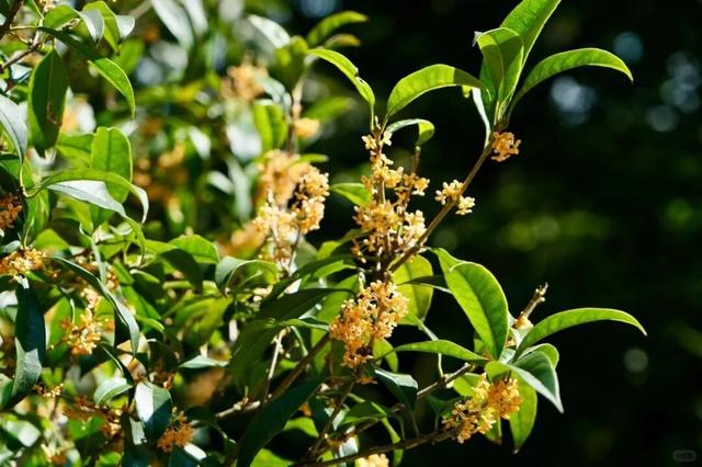 秋日限定“双骄”：从赏到玩转的完整攻略！