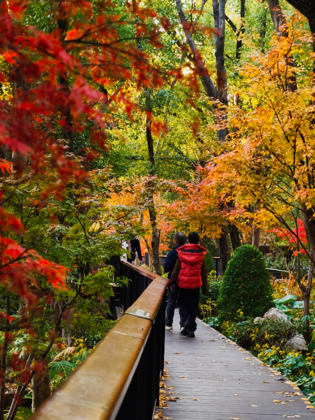 红枫+瀑布！上海市中心免费“斑斓山谷”迎来最美秋景→