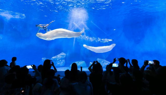 郑州海昌海洋公园暑期迎百万客流，豫泰文旅融合燃动中原