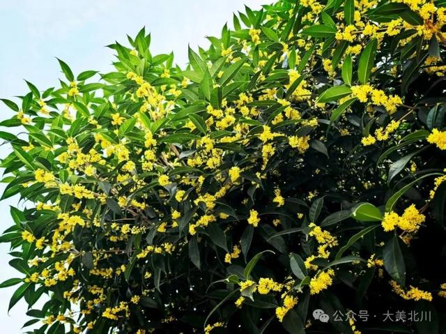 据说来四川“赴桂”，保整年“富贵”