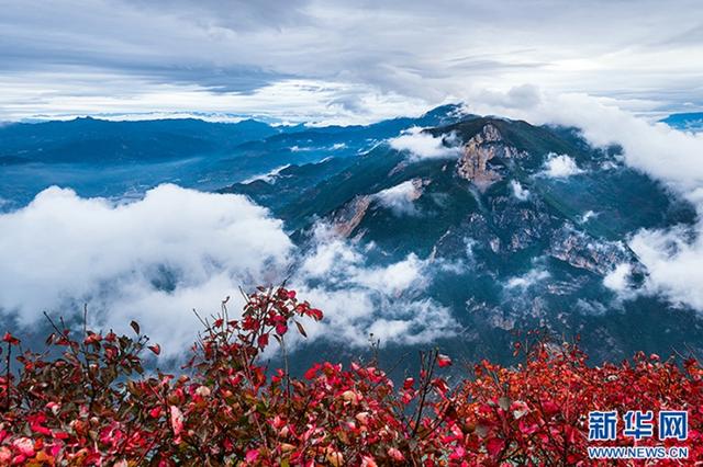 巫山红叶红了！一览三峡独有秋冬盛景