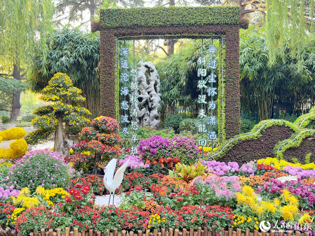 泉映菊韵正当时